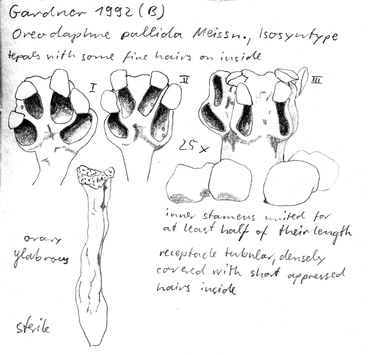 Vorschaubild Oreodaphne pallida Meisn.